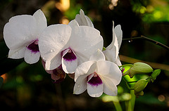 entretenir une orchidée