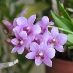 Dendrobium Phalaenopsis, description et soins spécifiques