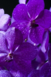 orchidée-vanda