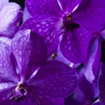 Orchidée Vanda, description et soins spécifiques