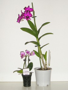 mini orchidée