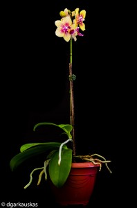 mini orchidée soins