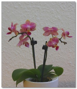 mini orchidée soins 2