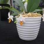 Mini Orchidée, description et soins spécifiques