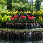 Jardin national des orchidées de Singapour 