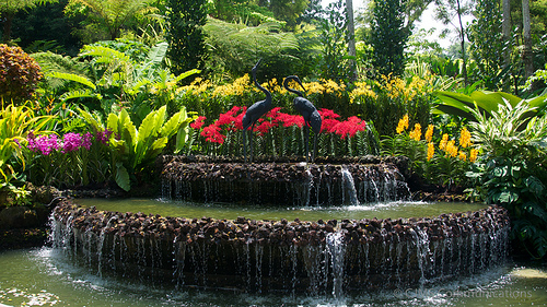 jardin national des orchidées de Singapour 2