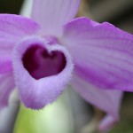 Cadeau de Saint Valentin – Pensez Orchidée !