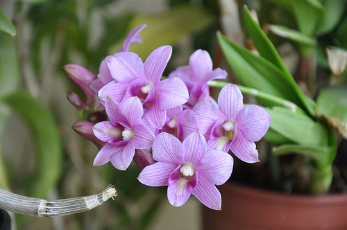 Dendrobium Phalaenopsis, description et soins spécifiquesEntretenir une  orchidée