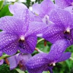 Entretenir une orchidée, comment faire pour réussir ?