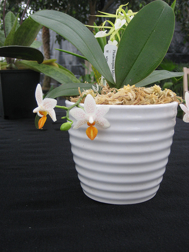 Mini Orchidée, description et soins spécifiquesEntretenir une orchidée