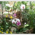 L’Orchid Garden de Puerto De La Cruz